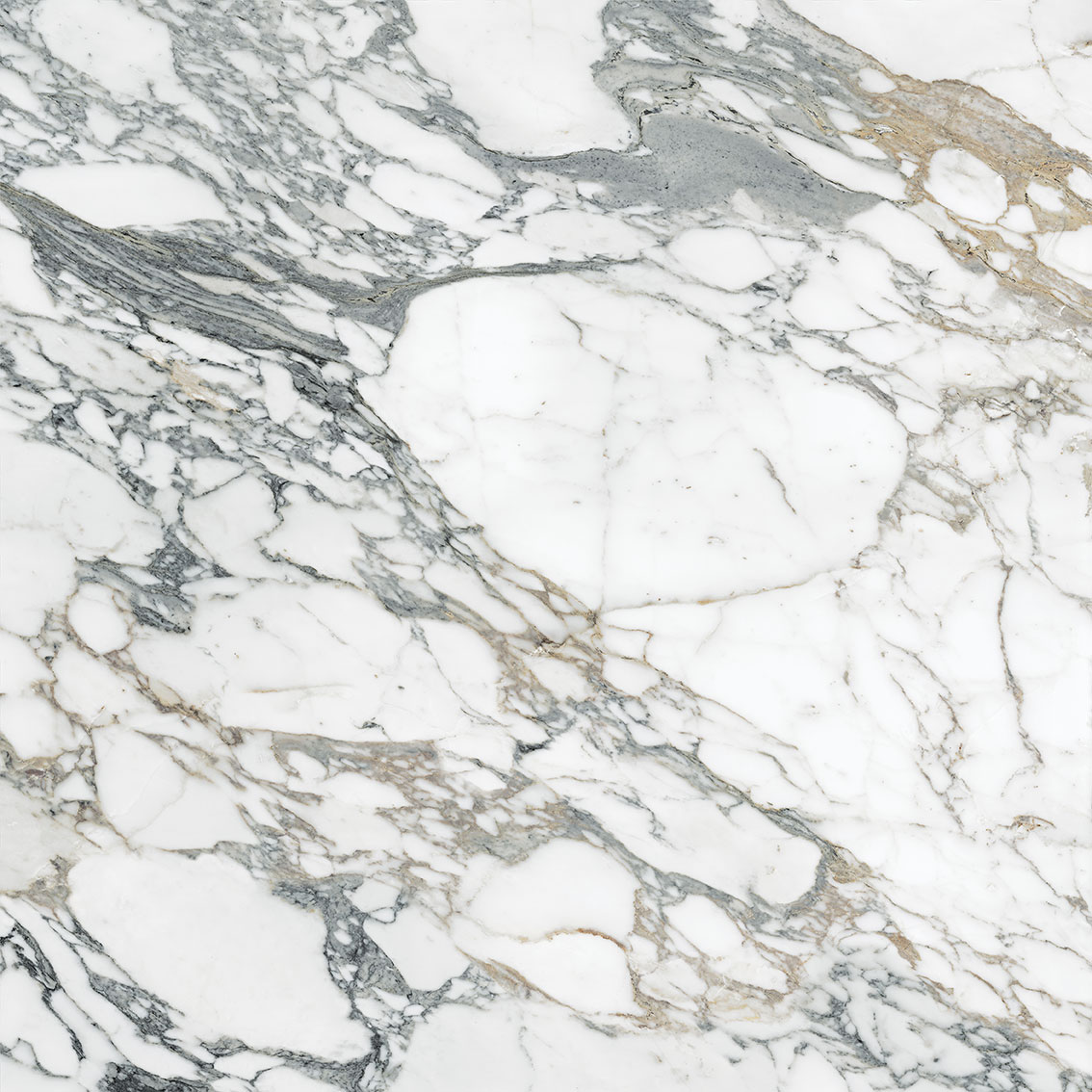 Royal Stoneworks 48X48 Italian Arabescato Honed | LA TERRA STONE